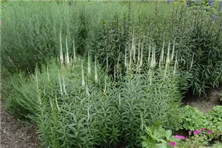  - Veronicastrum virginicum 'Album'