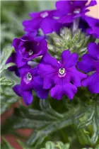  - Verbena 'Vepita Blue Violet'