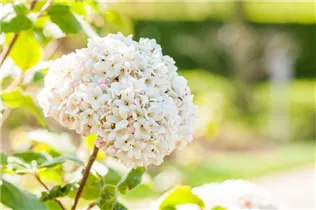  - Viburnum carlcephalum