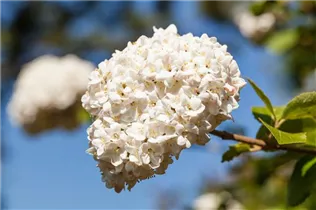  - Viburnum carlcephalum