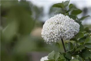  - Viburnum carlcephalum