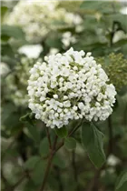  - Viburnum carlcephalum