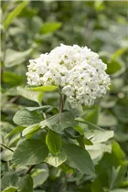  - Viburnum carlcephalum