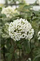  - Viburnum carlcephalum