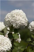  - Viburnum carlcephalum