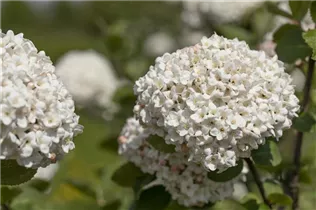  - Viburnum carlcephalum