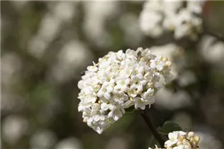 - Viburnum farreri 'Candidissimum'  - Viburnum farreri 'Candidissimum'