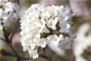  - Viburnum carlesii 'Aurora'