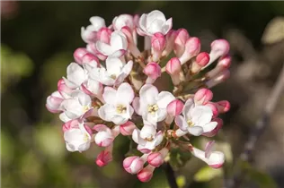  - Viburnum carlesii 'Aurora'