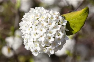  - Viburnum carlesii 'Aurora'