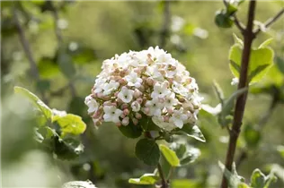  - Viburnum carlesii 'Aurora'
