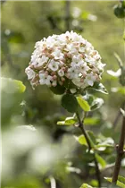  - Viburnum carlesii 'Aurora'