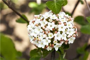  - Viburnum carlesii 'Aurora'