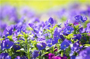  - Viola cornuta 'Andrea'