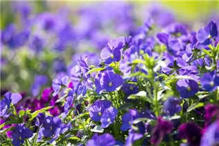  - Viola cornuta 'Andrea'