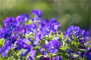  - Viola cornuta 'Andrea'