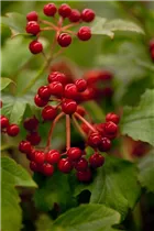  - Viburnum opulus 'Compactum'
