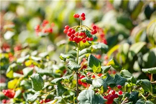  - Viburnum opulus 'Compactum'