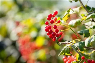  - Viburnum opulus 'Compactum'