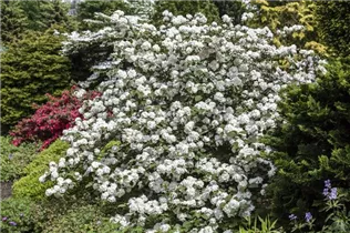  - Viburnum plicatum 'Dart´s Red Robin'