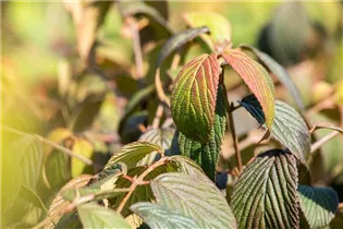  - Viburnum plicatum 'Dart´s Red Robin'