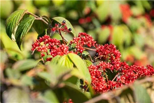 - Viburnum plicatum 'Dart´s Red Robin'