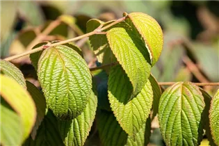  - Viburnum plicatum 'Dart´s Red Robin'