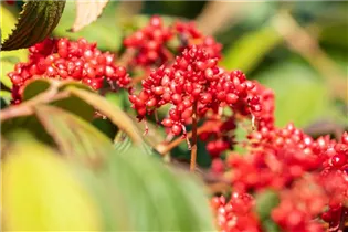  - Viburnum plicatum 'Dart´s Red Robin'