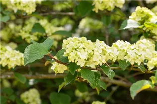  - Viburnum plicatum 'Dart´s Red Robin'
