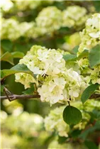  - Viburnum plicatum 'Dart´s Red Robin'