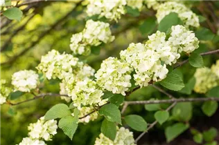  - Viburnum plicatum 'Dart´s Red Robin'