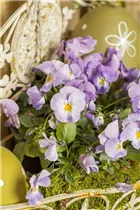  - Viola cornuta 'Ice Babies'®