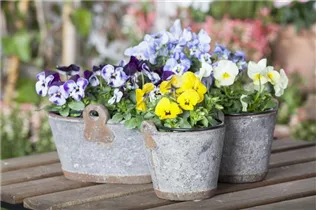  - Viola cornuta 'Ice Babies'®