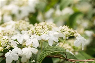  - Viburnum plicatum 'Kilimandjaro'®