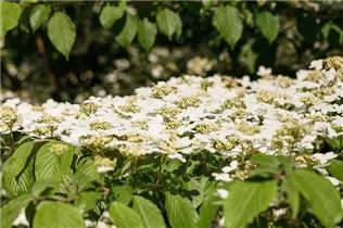  - Viburnum plicatum 'Kilimandjaro'®