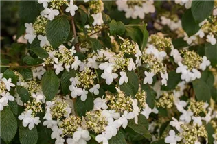  - Viburnum plicatum 'Kilimandjaro'®