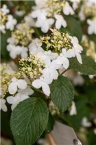  - Viburnum plicatum 'Kilimandjaro'®