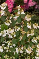  - Viburnum plicatum 'Kilimandjaro'®