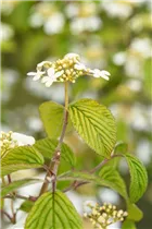  - Viburnum plicatum 'Kilimandjaro'®