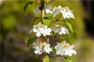  - Viburnum plicatum 'Kilimandjaro'®