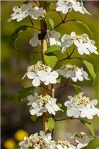  - Viburnum plicatum 'Kilimandjaro'®