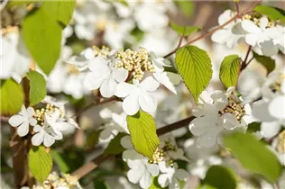  - Viburnum plicatum 'Kilimandjaro'®
