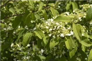 - Viburnum plicatum 'Mariesii'  - Viburnum plicatum 'Mariesii'