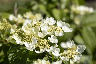 - Viburnum plicatum 'Mariesii'  - Viburnum plicatum 'Mariesii'