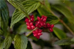  - Viburnum plicatum 'Pink Beauty'