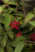  - Viburnum plicatum 'Pink Beauty'