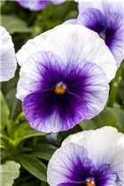  - Viola cornuta Sorbet® XP