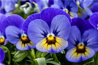  - Viola cornuta Sorbet® XP