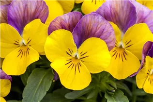  - Viola cornuta Sorbet® XP