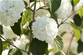  - Viburnum plicatum 'Rotundifolium'